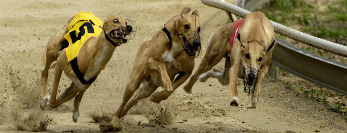 greyhound