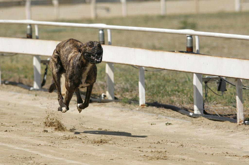 Greyhound Racing Betting Sites