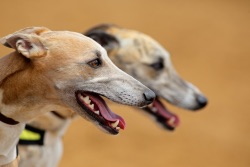 Greyhound dogs before race betting
