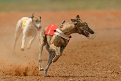 Sprinting greyhound dogs at race