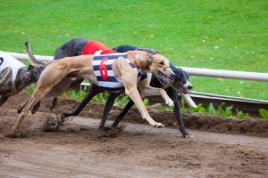 Greyhound Racing Betting Sites Tips