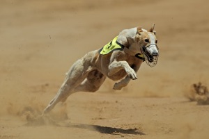Bet on Greyhound Packed Racing Calendar Events