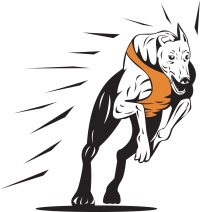 Greyhound Dog Virtual Racing